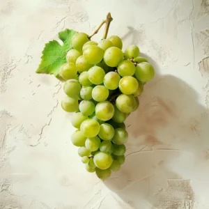 Airén Grape