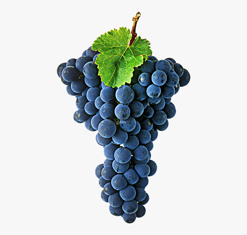 Cabernet Sauvignon Grape