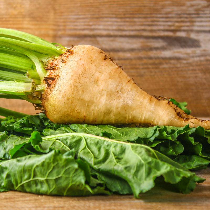 Sugar Beet